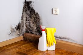 Clinton, KY Mold Remediation Company